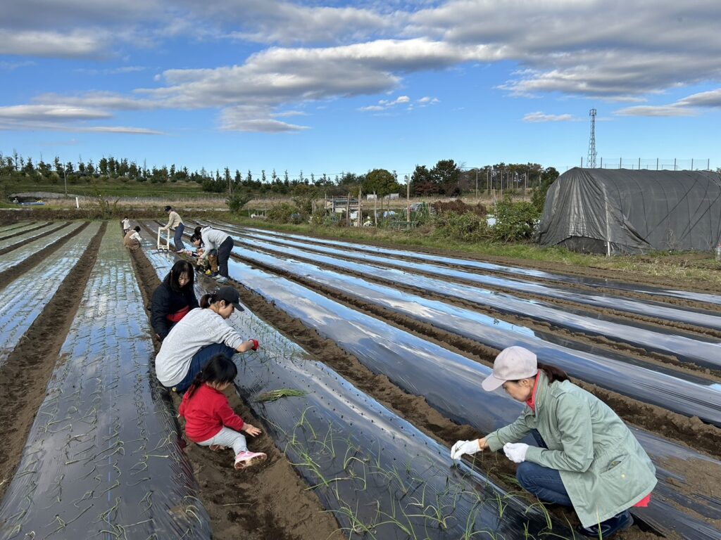 霜島農園さんの農業体験に参加しました。 - veggieconnect